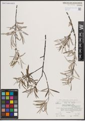 Foto von Salix eleagnos subsp. angustifolia (Cariot) Rech. f.